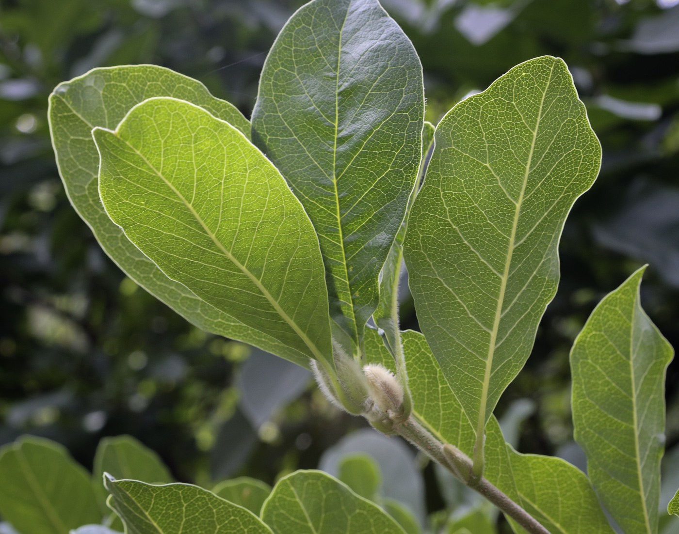 Image of Magnolia &times; loebneri specimen.