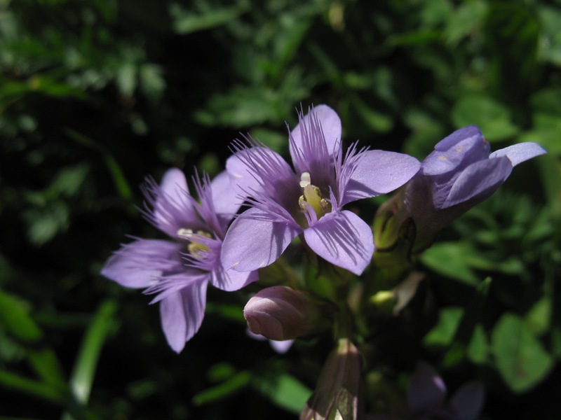 Image of Gentianella biebersteinii specimen.