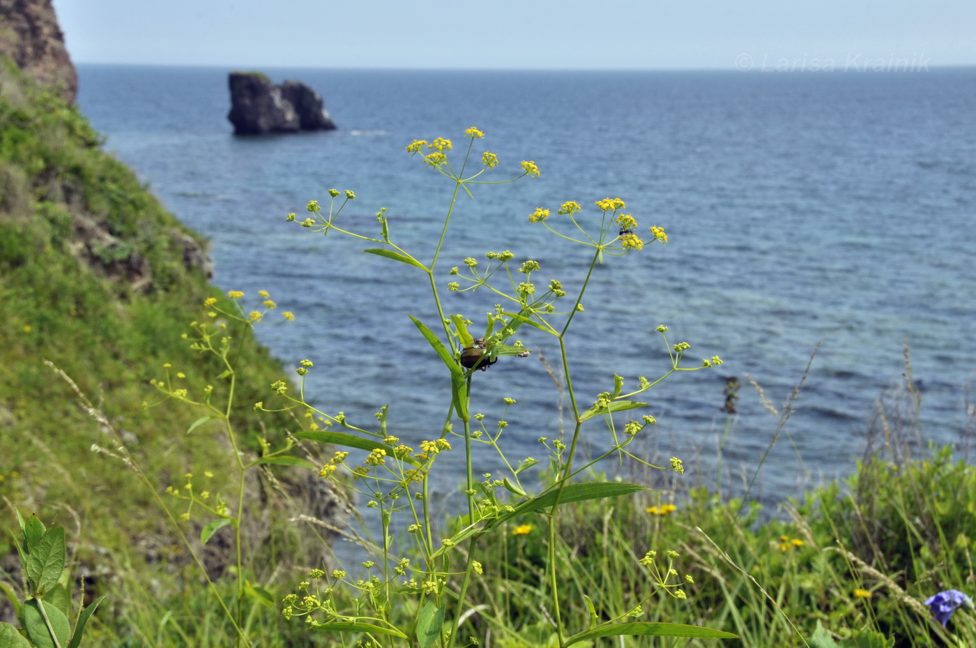 Image of Bupleurum komarovianum specimen.