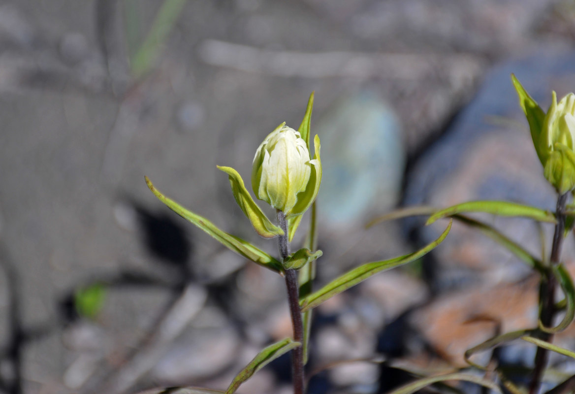 Image of Castilleja pallida specimen.