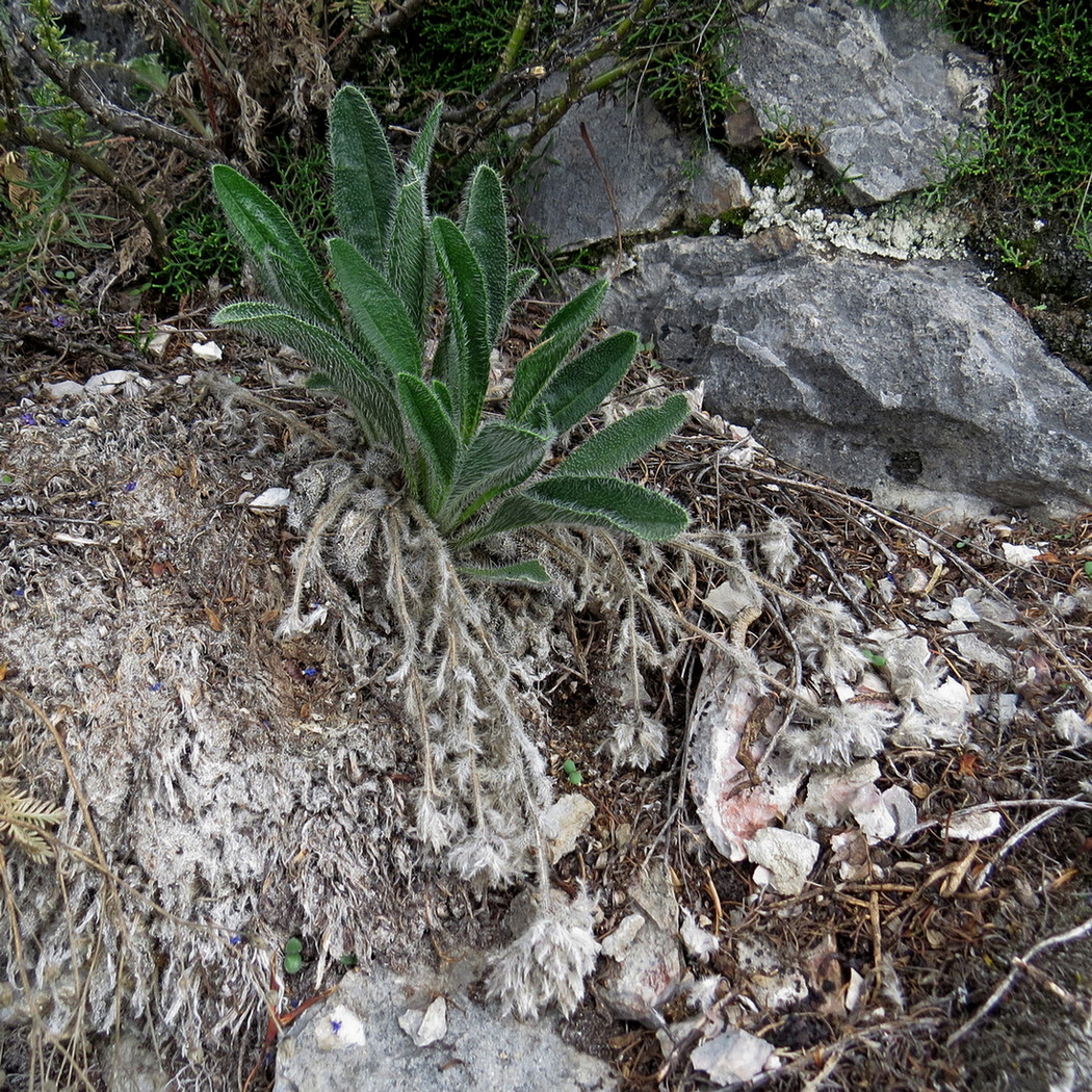 Image of Craniospermum tuvinicum specimen.