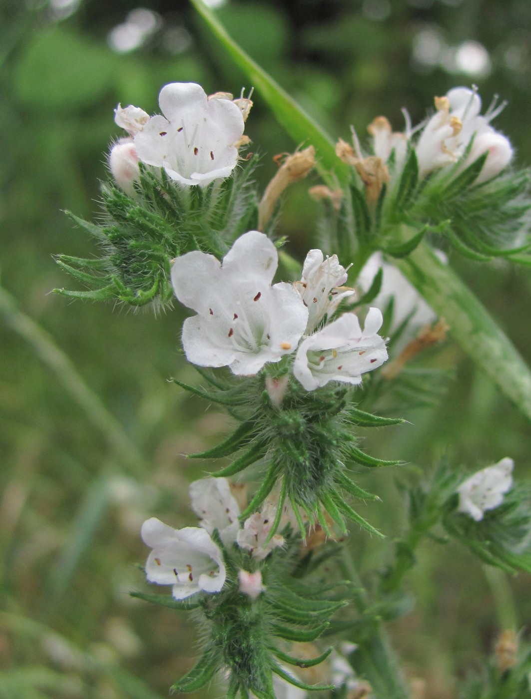 Изображение особи Echium vulgare.