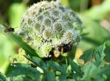 Angelica sylvestris