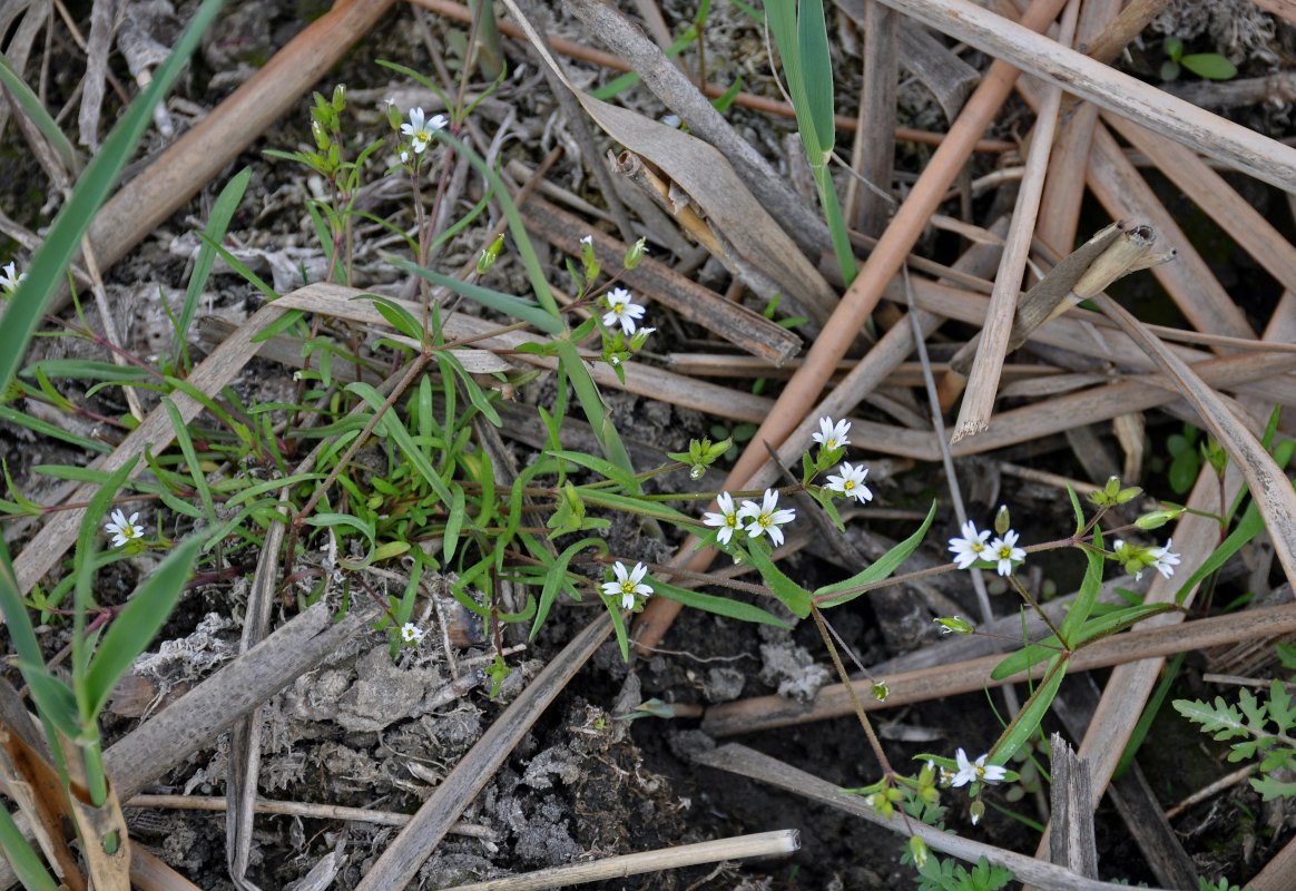 Image of Dichodon viscidum specimen.