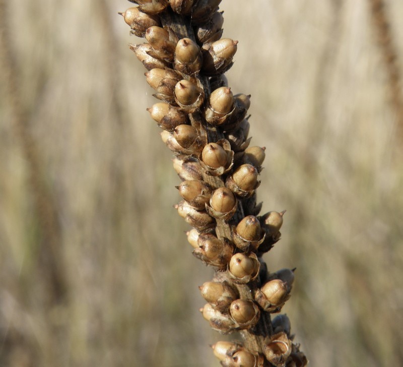 Image of Plantago cornuti specimen.