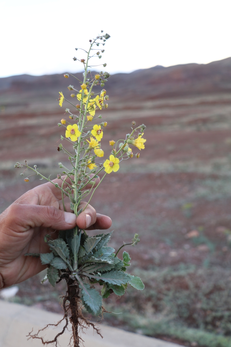 Image of Verbascum flavidum specimen.