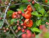 Chaenomeles japonica