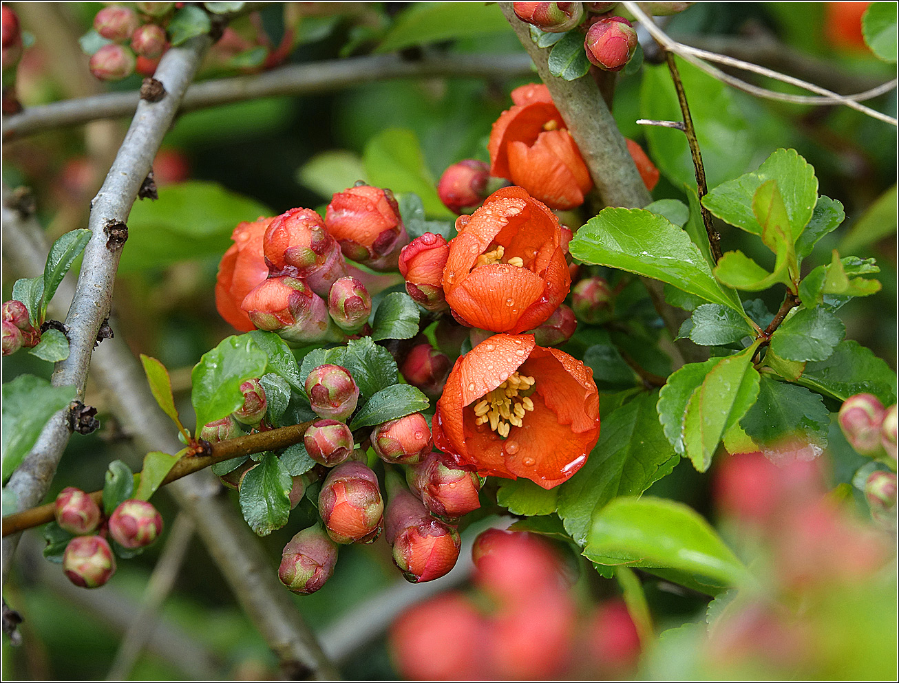 Изображение особи Chaenomeles japonica.