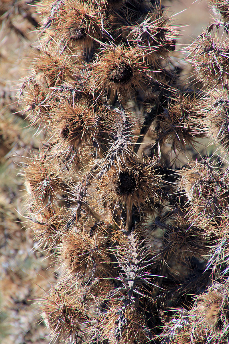 Image of familia Asteraceae specimen.
