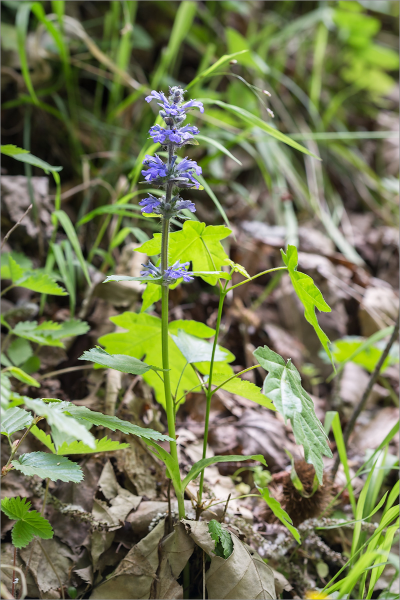 Изображение особи Ajuga reptans.