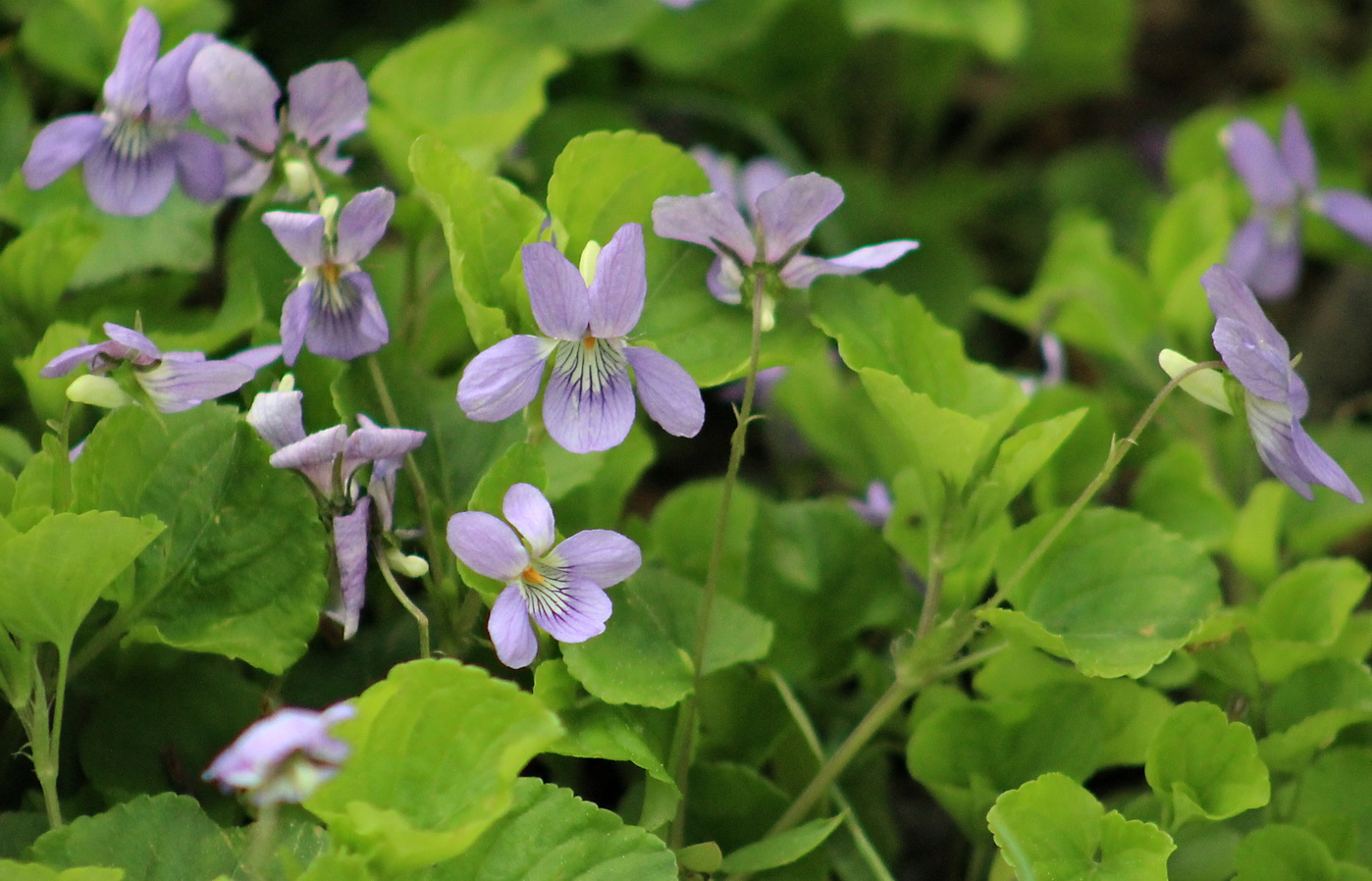 Image of Viola kusanoana specimen.