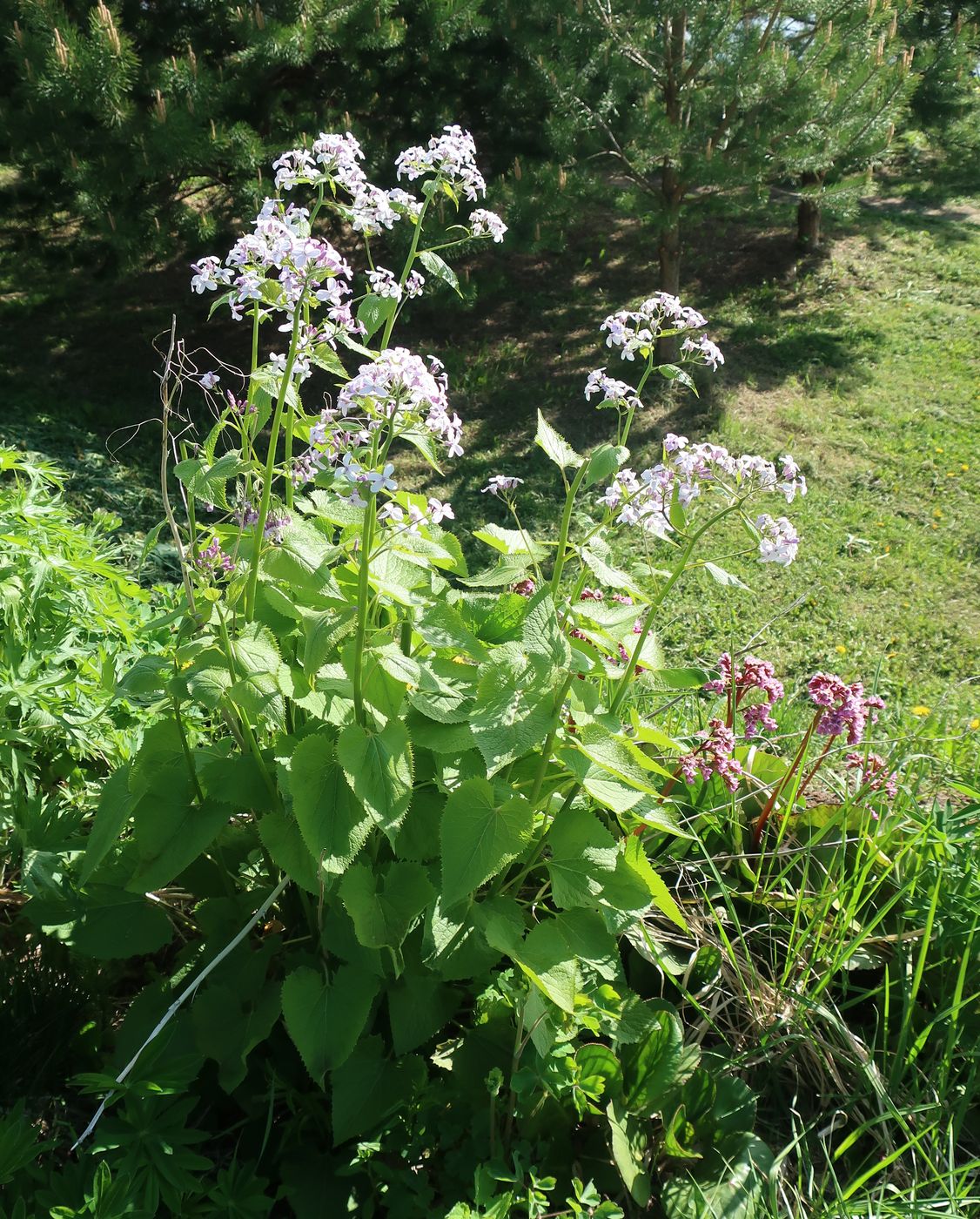 Image of Lunaria rediviva specimen.