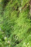 Adiantum capillus-veneris. Заросли вегетирующих растений. Абхазия, окр. г. Новый Афон, каменистый обрывистый склон у обочины грунтовой дороги. 19.05.2021.