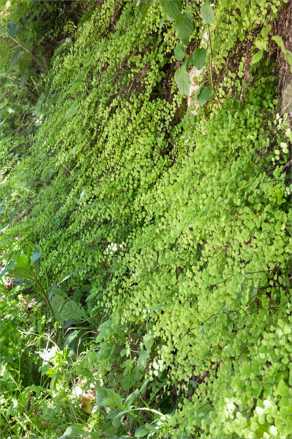 Изображение особи Adiantum capillus-veneris.