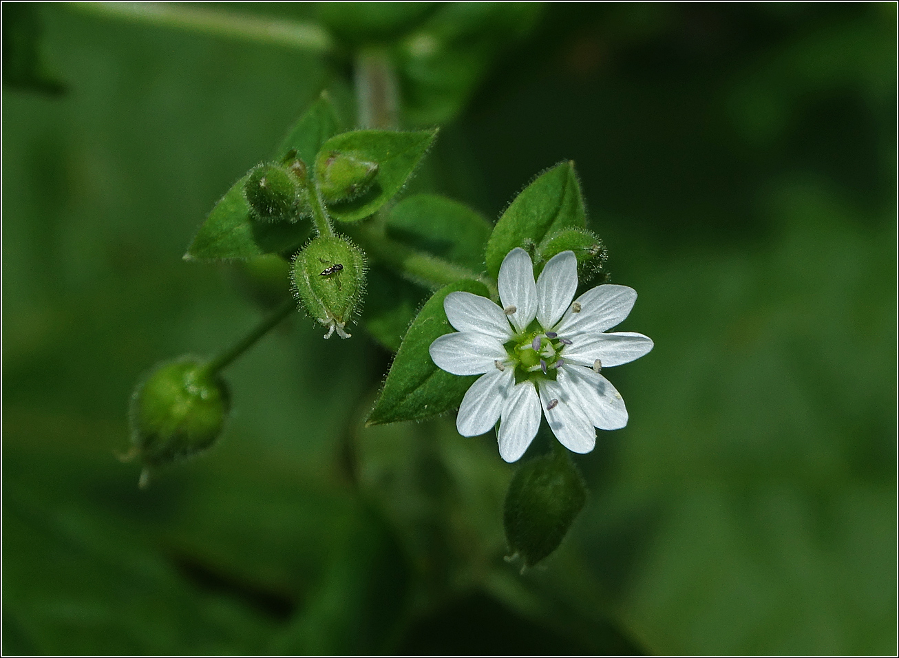 Изображение особи Myosoton aquaticum.