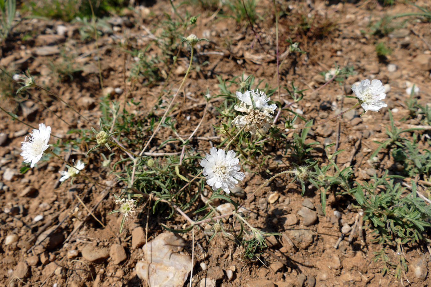 Image of Lomelosia argentea specimen.