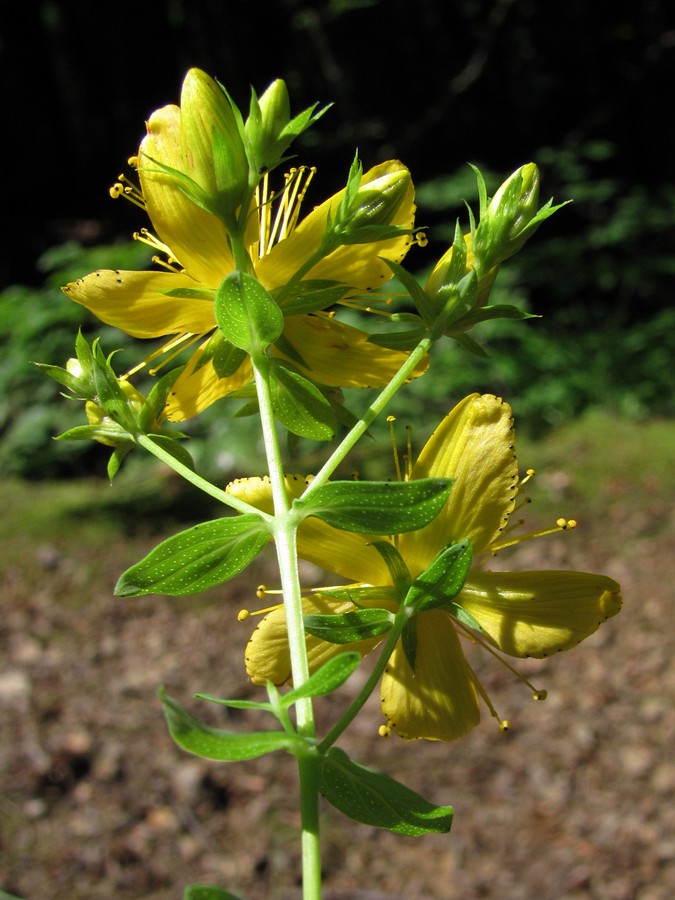 Image of Hypericum perforatum specimen.