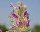 Stachys velata. Часть соцветия. Крым, Симферопольский р-н, окр. с. Урожайное, р-н дачного посёлка, нарушенная степь. 31.07.2022.