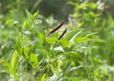 Lathyrus vernus. Верхушка плодоносящего растения. Карелия, Ладожское озеро, северный берег о. Пикатинсаари, разнотравный луг. 14.06.2021.