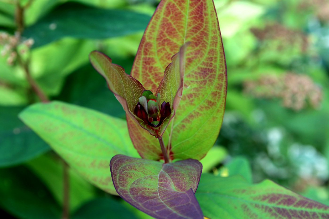 Image of Hypericum androsaemum specimen.