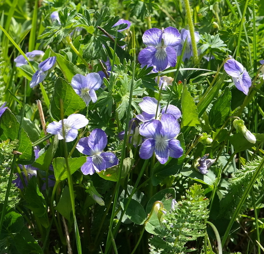 Image of genus Viola specimen.