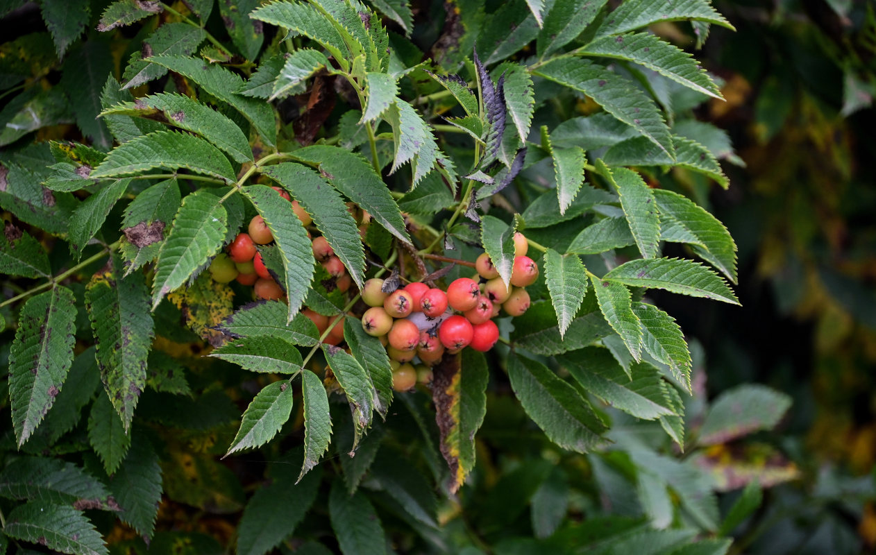 Изображение особи Sorbus sambucifolia.