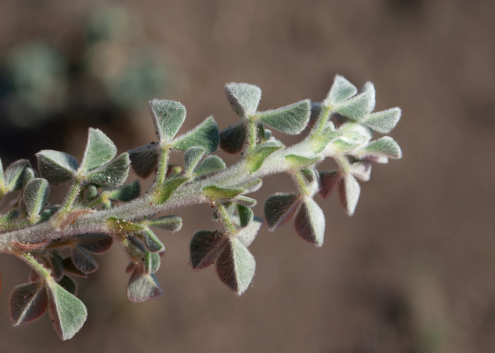 Image of Medicago marina specimen.