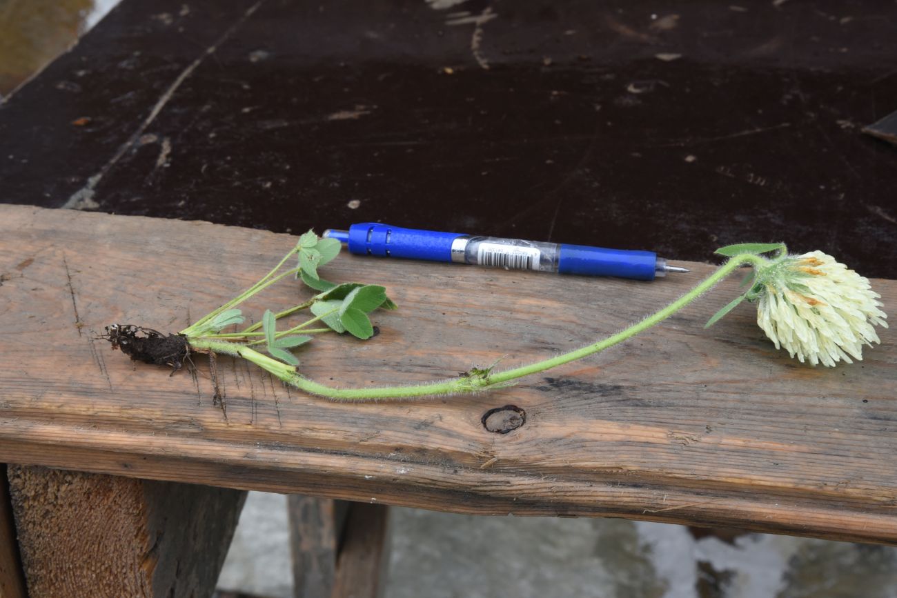 Image of Trifolium canescens specimen.