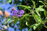 Lycianthes rantonnetii. Верхушка побега с соцветием. Марокко, обл. Танжер - Тетуан - Эль-Хосейма, хр. Эр-Риф, г. Шефшауэн, ≈ 600 м н.у.м., в культуре. 05.01.2023.