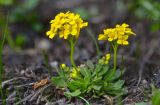 Draba hispida. Цветущее растение. Республика Северная Осетия-Алания, Ирафский р-н, Большой Кавказ, хр. Чирх, левый борт ущелья Бартуидон, восточный склон хребта под перевалом Авсанау, ≈ 2920 м н.у.м., альпийский луг на берегу ручья. 11.07.2021.