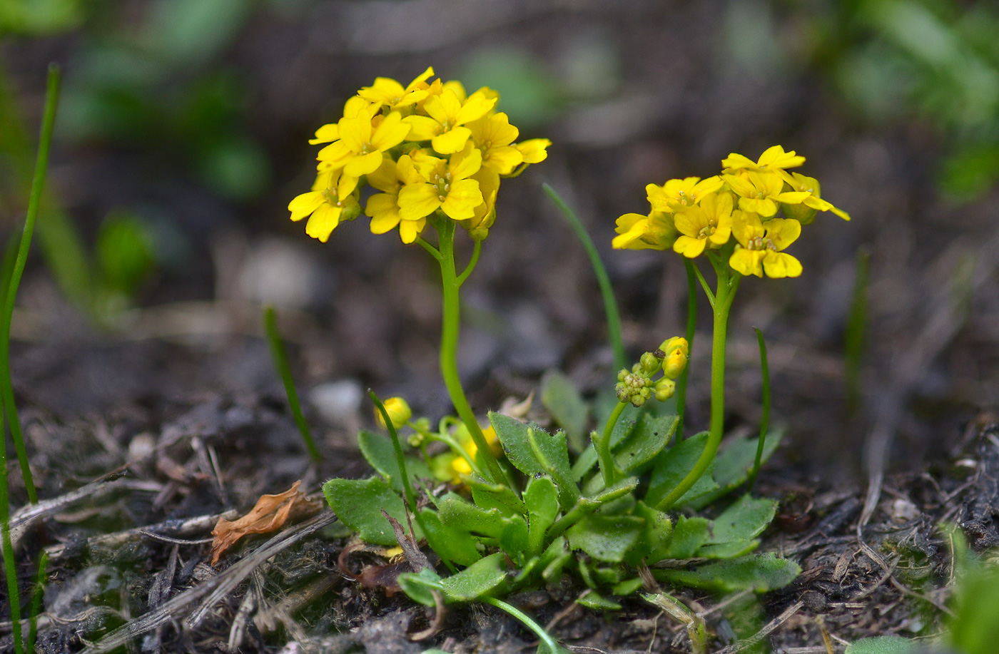 Изображение особи Draba hispida.