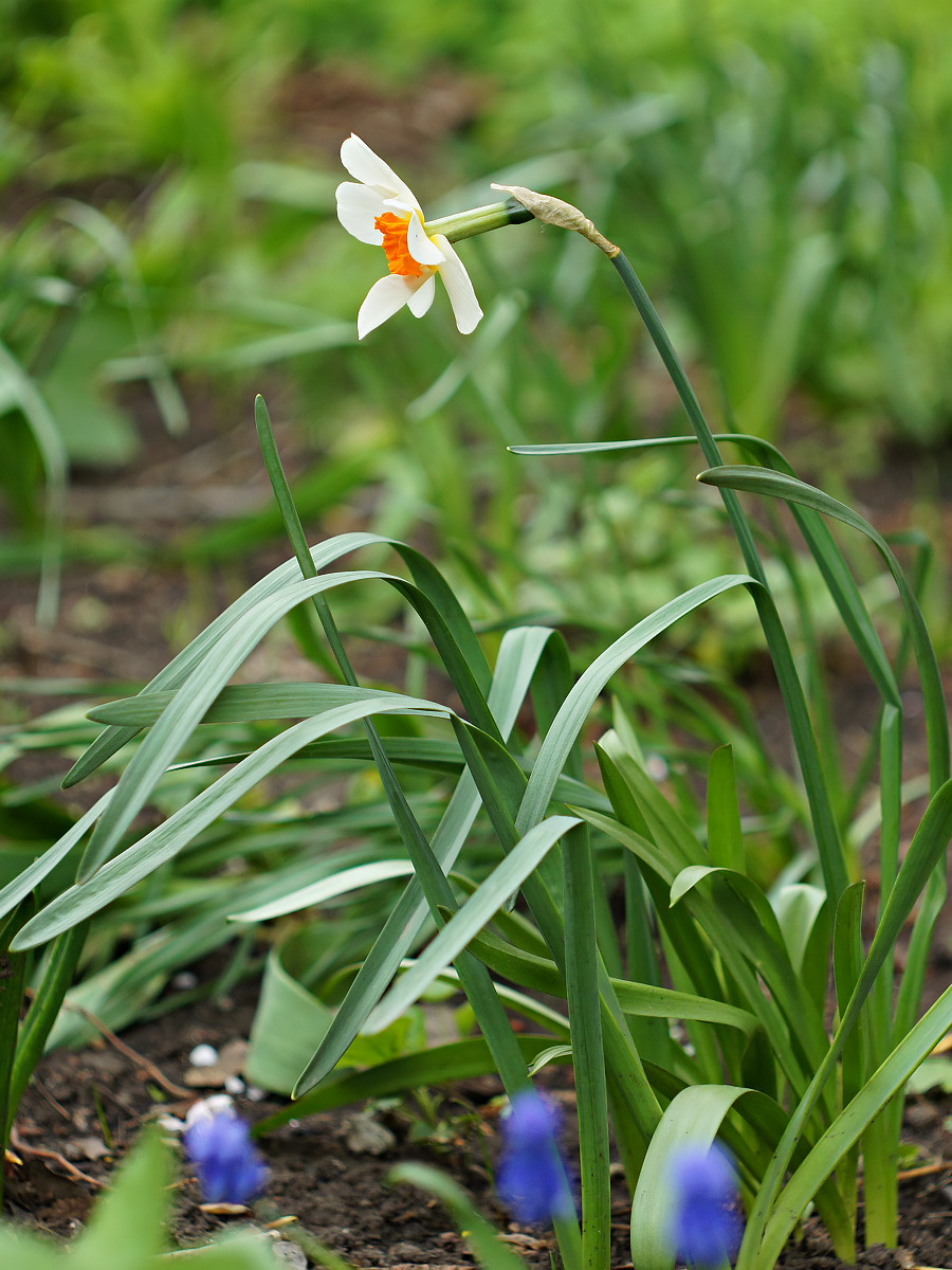 Изображение особи род Narcissus.