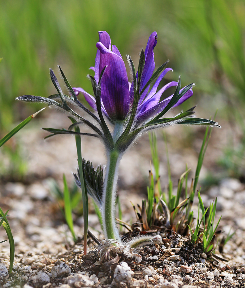 Изображение особи Pulsatilla turczaninovii.