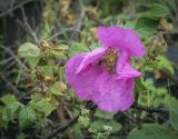 Rosa rugosa. Цветок и листья в каплях дождя. Пермский край, Кунгурский муниципальный округ, село Моховое, станция Иренский, между железнодорожными путями. 04.06.2023.