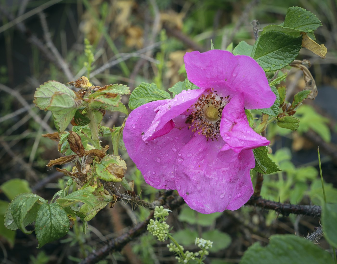 Image of Rosa rugosa specimen.