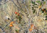 genus Rosa. Плоды. Болгария, Бургасская обл., г. Несебр, природный заказник \"Песчаные дюны\", мыс Акротирия, кромка обрыва. 15.09.2021.