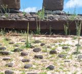 Verbascum virgatum. Цветущие и плодоносящие растения. Чили, обл. Valparaiso, провинция Isla de Pascua, северо-восточная часть острова, бухта Anakena. 09.03.2023.