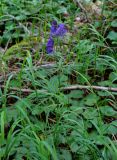 род Aconitum. Верхушка цветущего растения в сообществе с Viola. Хабаровский край, р-н им. Полины Осипенко, долина р. Гремячий Лог, опушка хвойного леса. 19.07.2021.