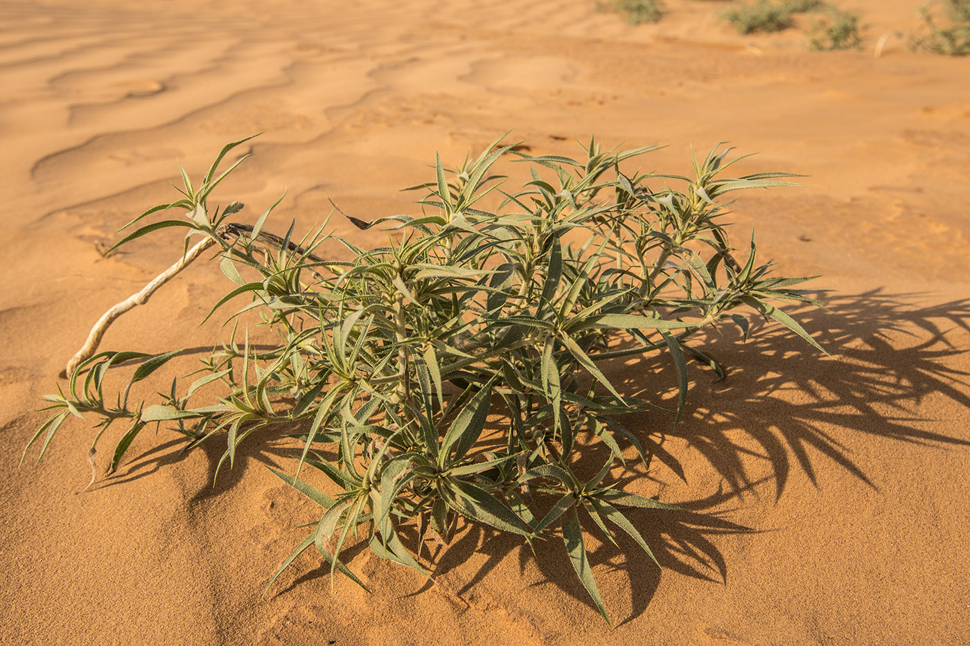 Изображение особи род Agriophyllum.