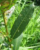 Salix × schumanniana. Лист. Ярославская обл., Угличский р-н, д. Масальское, р. Корожечна, у воды. 05.08.2009.