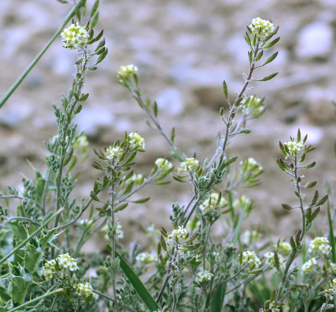 Image of Sophiopsis sisymbrioides specimen.