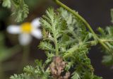 Anthemis melanoloma. Лист (нижняя сторона). Республика Адыгея, Кавказский биосферный заповедник, перевал Гузерипльский, 1965 м н.у.м., субальпийский луг. 12.08.2023.