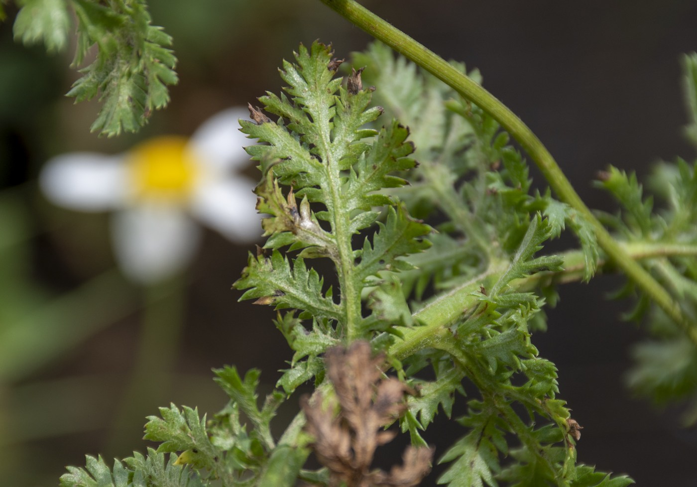 Изображение особи Anthemis melanoloma.