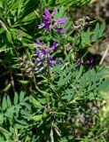 Astragalus japonicus