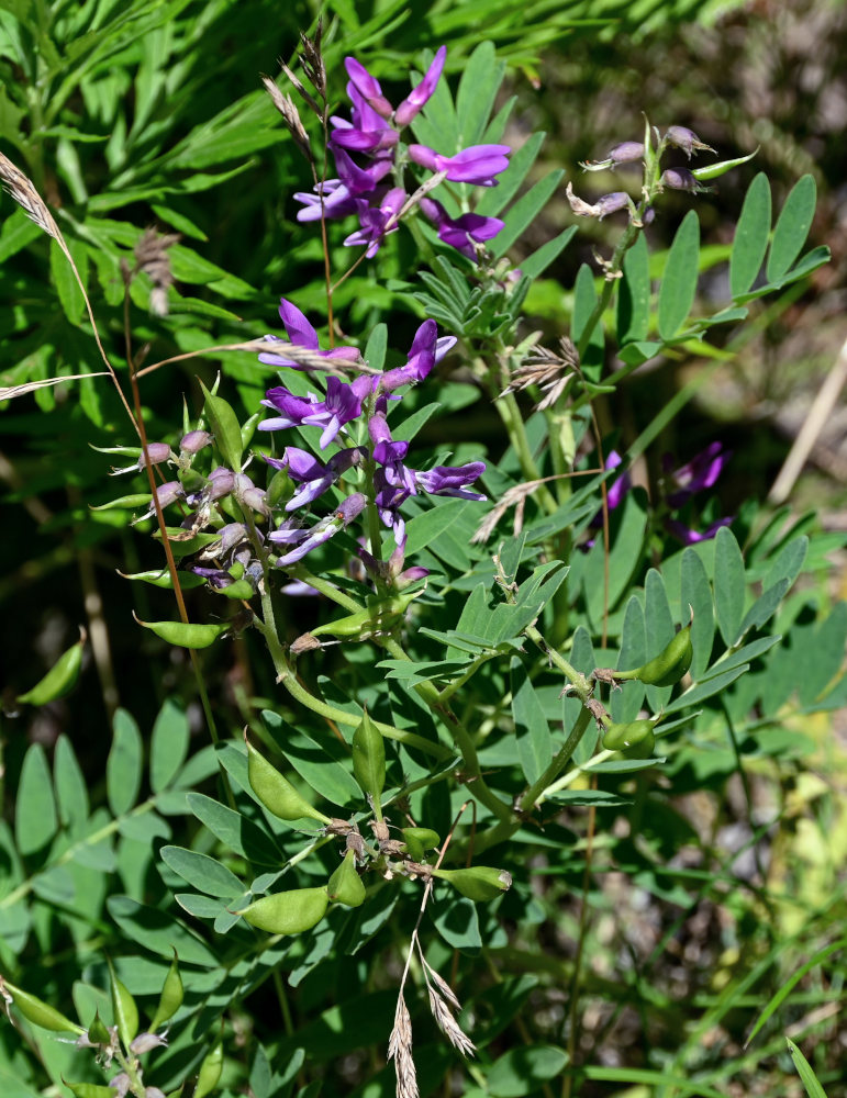 Изображение особи Astragalus japonicus.