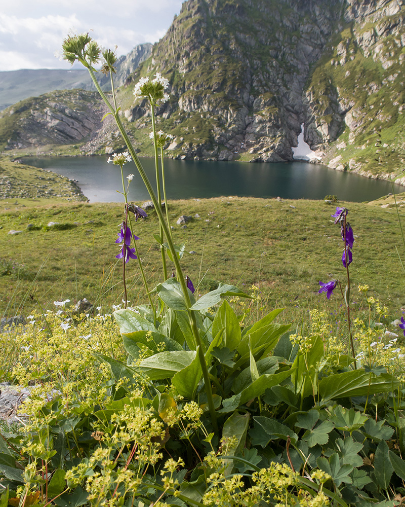 Изображение особи Valeriana alpestris.