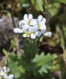 Arabis alpina