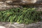 Asplenium trichomanes подвид inexpectans. Растения в скальной расщелине. Крым, Севастополь, Инкерман, обнажение известняка. 14.11.2023.