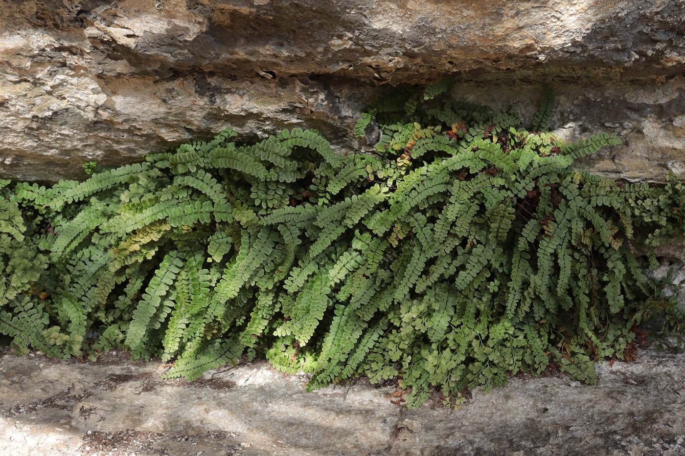 Image of Asplenium trichomanes ssp. inexpectans specimen.