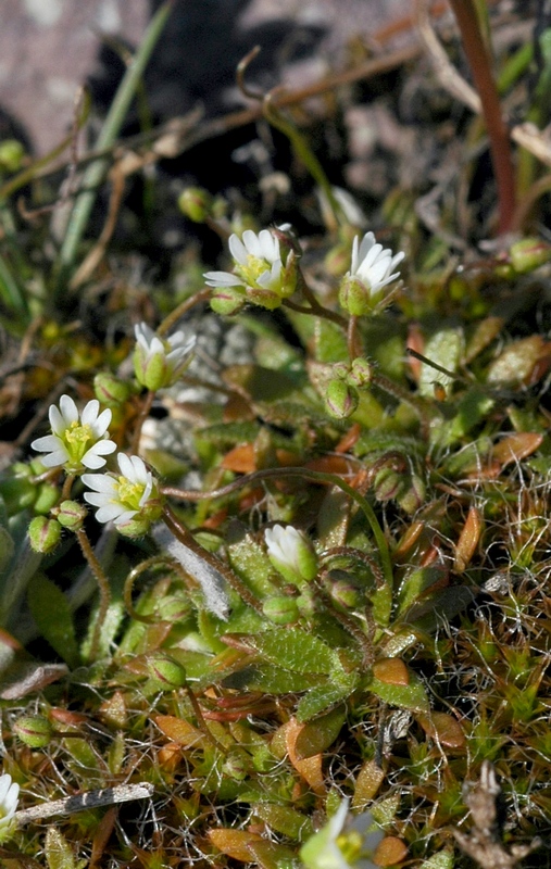 Изображение особи Erophila verna.